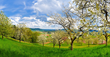 Alte Kirschbäume in der Fränkischen Schweiz im Frühling