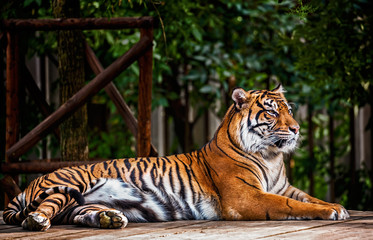 Sumatran tiger - 88506804