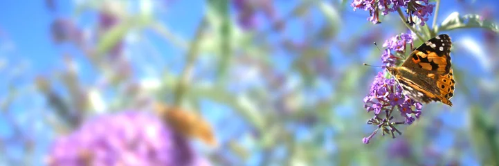 Crédence de cuisine en verre imprimé Papillon Bannière - fleurs et papillon - Jardin