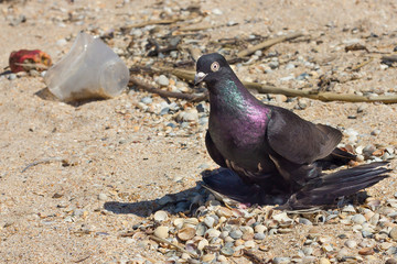Pedigreed dove on a dirty beach