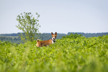 Basenji dog on the soybean field.