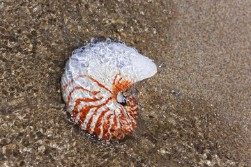 Nautilus seashell on water background