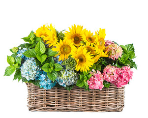 Fototapeta na wymiar Sunflowers and hortensia blossoms. Summer flowers in basket