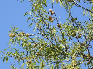 Almond tree