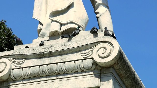 Pigeons des villes s'ébattant sur  la pierre