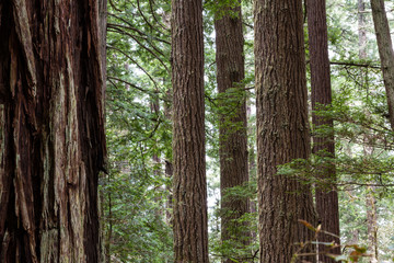 redwood trees