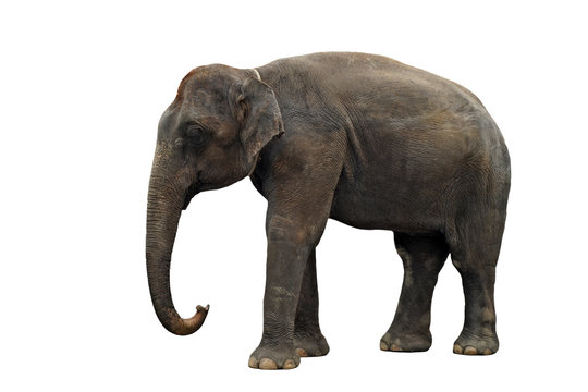 asian elephant isolated on white
