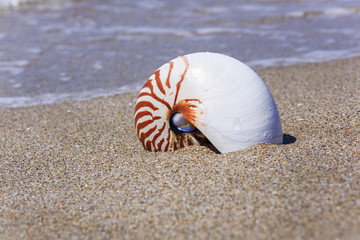 Nautilus seashell on water background