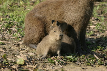 Baby Capybaras
