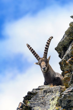 Stambecco al Colle del Leone - Monte Cervino  - Capra ibex