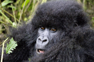 Young Gorilla