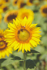 Obraz premium Summer sunflower field, close up.Bee gathering pollen from sunflower