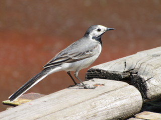 Трясогузка 