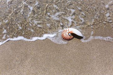 Nautilus seashell on water background