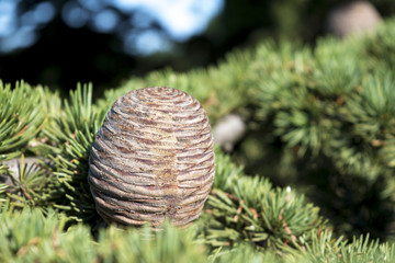 Cone of a cedar tree