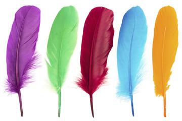Naklejka premium Colorful feathers