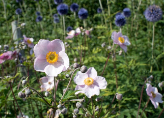 Pink rosemallow flowers blossoming in bright sunshine in Sweden in August.