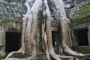 Jungle still covers parts of the temple complex at Ta Prohm.near Seim Reap,Cambodia..