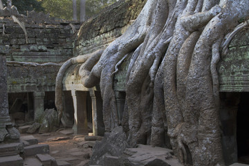 Fototapeta na wymiar Jungle and giant tree rootsd cover parts of the Ta Prohm temple complex.nearSiem Reap,Cambodia