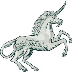 Fototapeta premium Unicorn Horse Prancing Side Etching