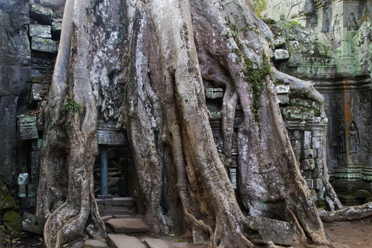 Giant tree roots cover part of the temple complex at Ta Prohm.near Siem Reap, Cambodia