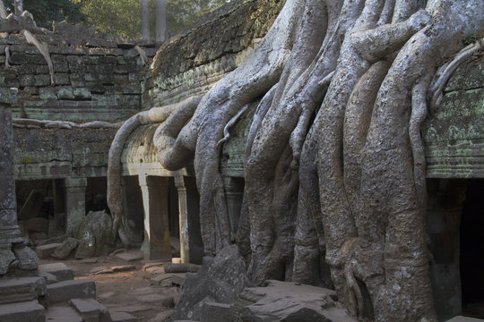 Jungle and giant tree rootsd cover parts of the Ta Prohm temple complex.nearSiem Reap,Cambodia