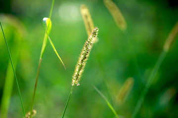 summer grass
