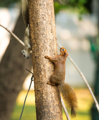 squirrel or small gong, Small mammals on tree