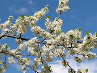 Plum flowering