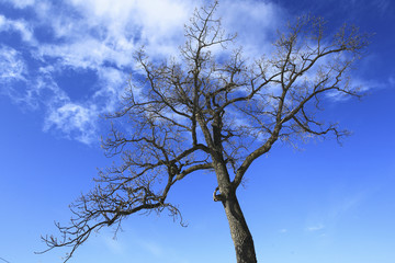 大木と空