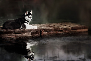 husky standing on the brink of a lake