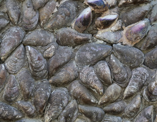 Background of shells on the wall of the old house