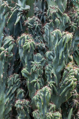 Obraz premium Cactus Cactaceae, Cereus Hildmannianus 'Monstrose'