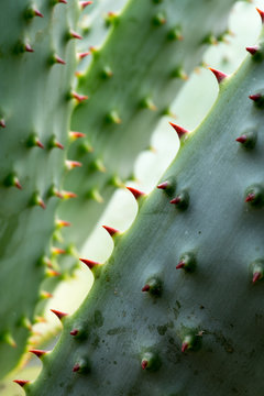 Mountain Aloe - Aloe Marlothii