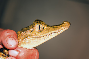 Closeup view of a very young caiman in the Amazon rain forest near Iquitos, Peru