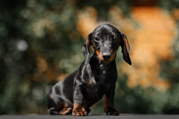Close up portrate of black dachshund