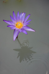 Purple waterlily; lotus flower