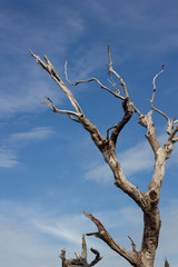Beautiful dried branches in the forest with blue sky