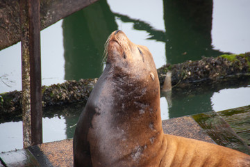 Obraz premium Sea Lion with Nose In The Air