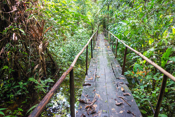Naklejka premium Wooden bridge passing over a small creek in the Amazon jungle near Iquitos, Peru