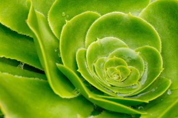 Crasullaceae Aeonium Canaries - Giant velvet rose