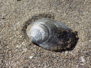 Shell on sandy beach