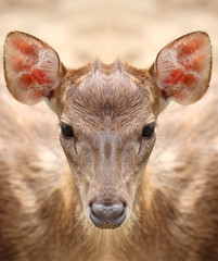 Deer staring at the camera.