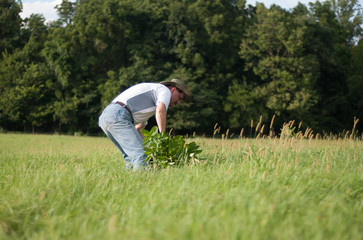 Fototapeta na wymiar Man bent over pulling weeds in grass field.