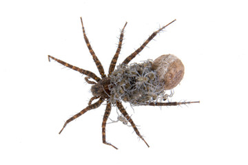 Spider with young on a white background