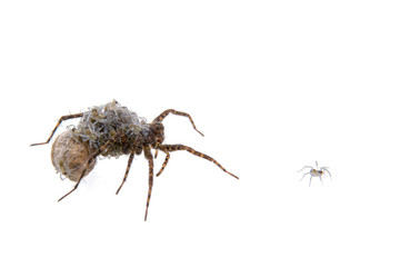 Spider with young on a white background