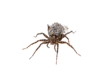 Spider with young on a white background