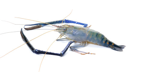 Crayfish isolated on white background, animal macro