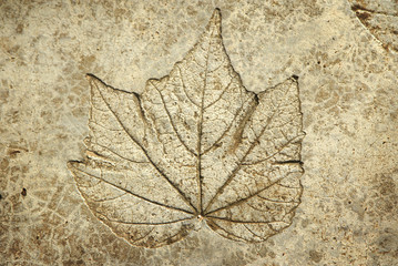 leaf print on concrete texture and background