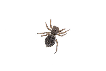 Brown spider on a white background